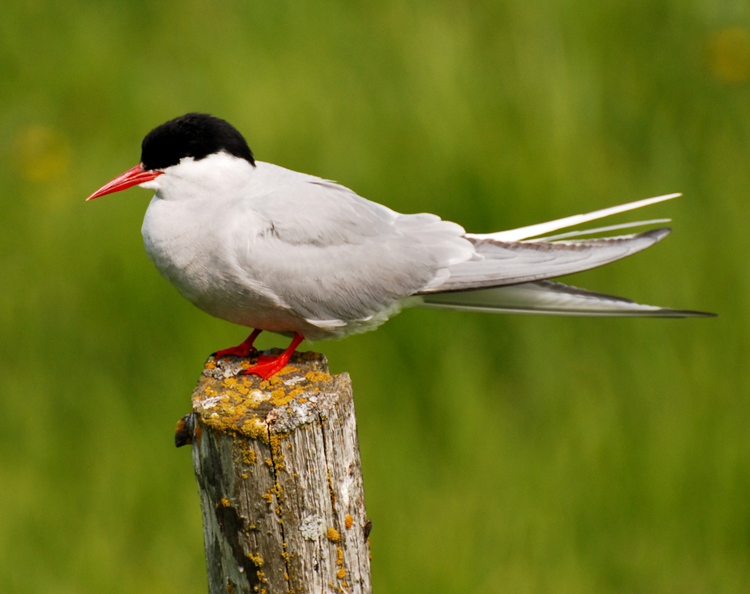 Image of an Arctic tern in Iceland
