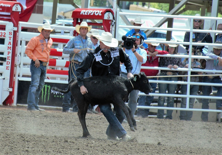 Image of a cowboy throwing a calf in the tie-down roping event at the Calgary Stampede rodeo