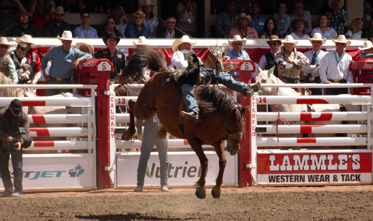 Image of a cowboy riding bareback at the Calgary Stampede rodeo