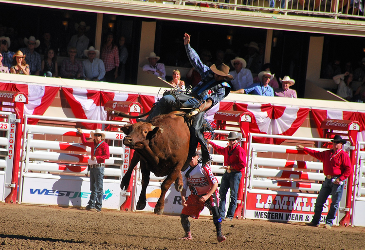 Image of bull riding at the Calgary Stampede rodeo