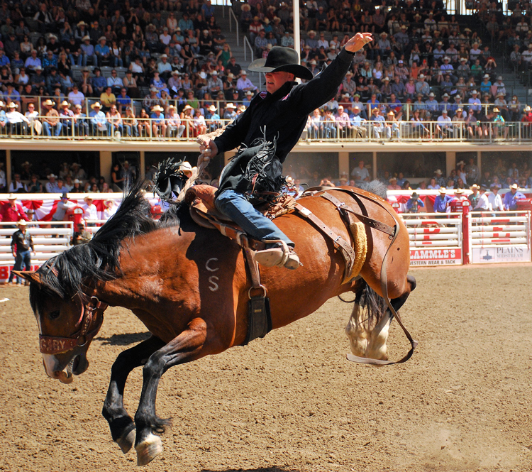 Image of a cowboy saddle bronc riding at the Calgary Stampede rodeo