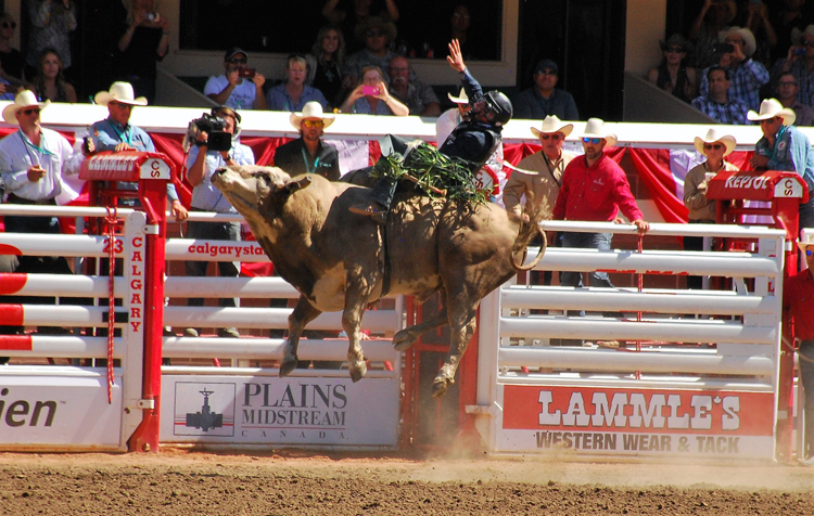 Image of bull riding at the Calgary Stampede rodeo