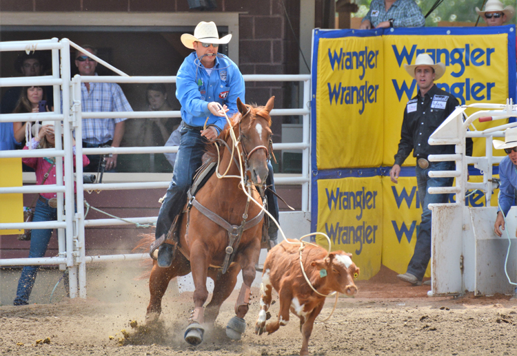 Image of a cowboy roping a calf at the Calgary Stampede rodeo