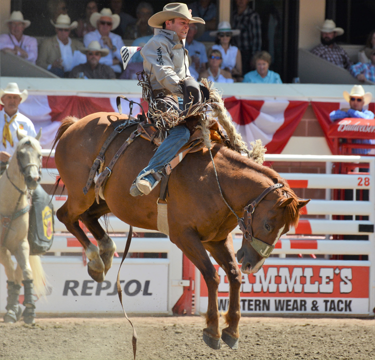 Image of a cowboy saddle bronc riding at the Calgary Stampede rodeo