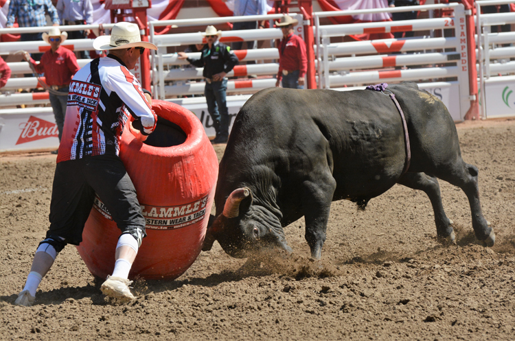 Image of a rodeo clown and a bull at the Calgary Stampede rodeo