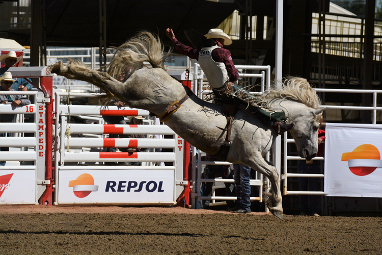 Image of a cowboy riding bareback at the Calgary Stampede rodeo