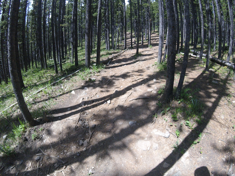 An image of the Prairie Mountain trail