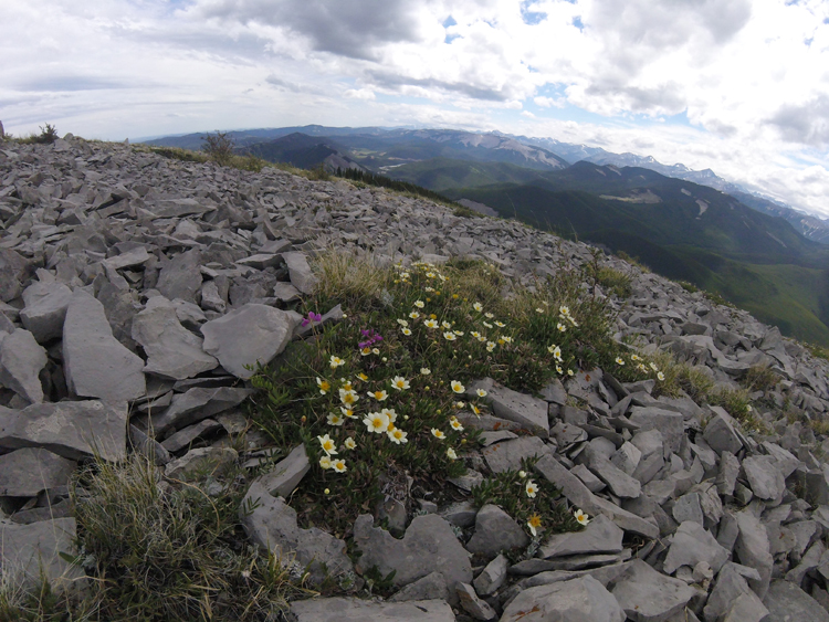 An image of wild flowers at the summit of Prairie Mountain