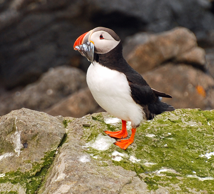 Image of a puffin in Iceland with fish in its mouth