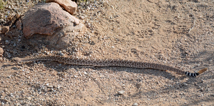 Image of a small rattle snake at Usery Mountain Regional Park near Mesa, Arizona