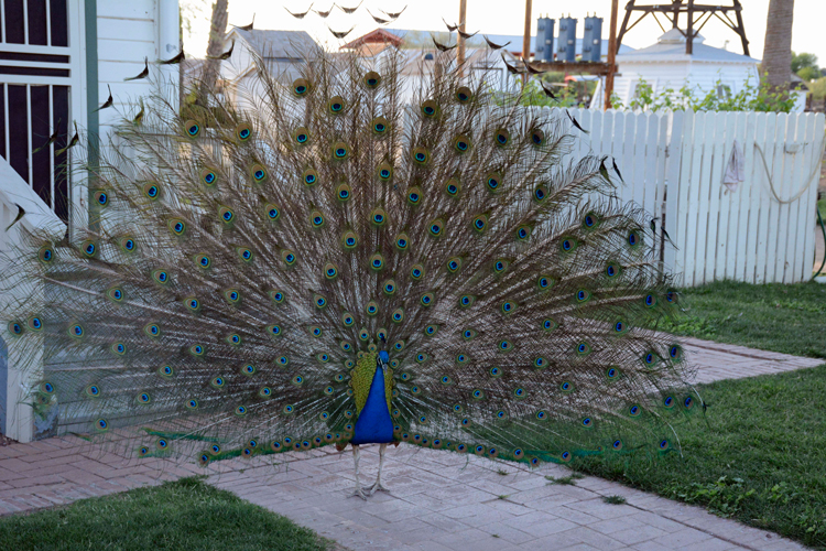 Image of a peacock at Sahuaro Ranch Historic Area near Glendale, Arizona