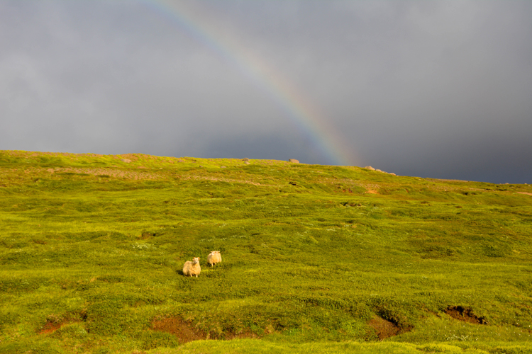 Image of sheep grazing in Iceland