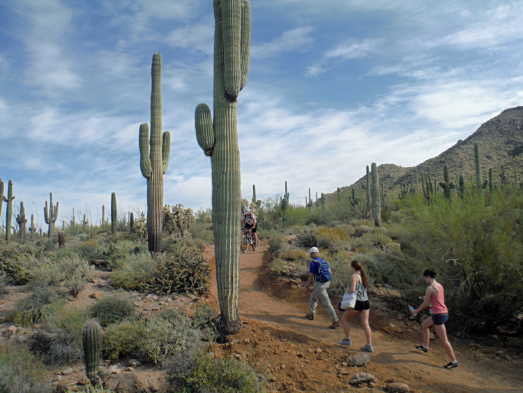 An image of hiking and cycling in Usery Mountain Regional Park near Mesa, Arizona