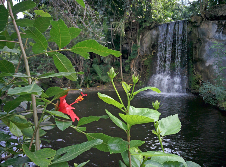 An image of foliage in front of a waterfall