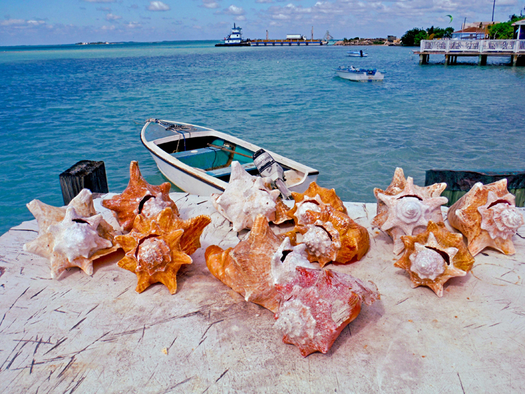An image of sea shells on a dock looking out to the ocean