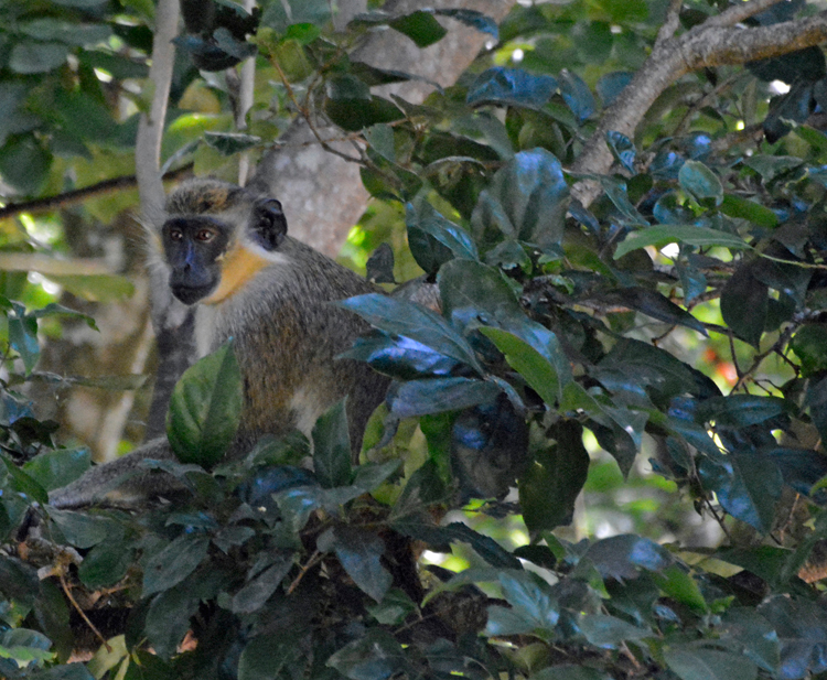 An image of a monkey in a tree at Belle Mont Farm An image of a monkey in a tree at Belle Mont Farm