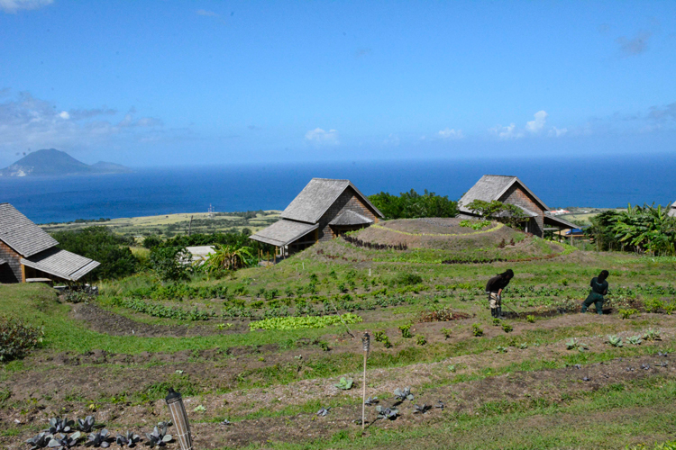 A look at the organic vegetable gardens at Belle Mont Farm