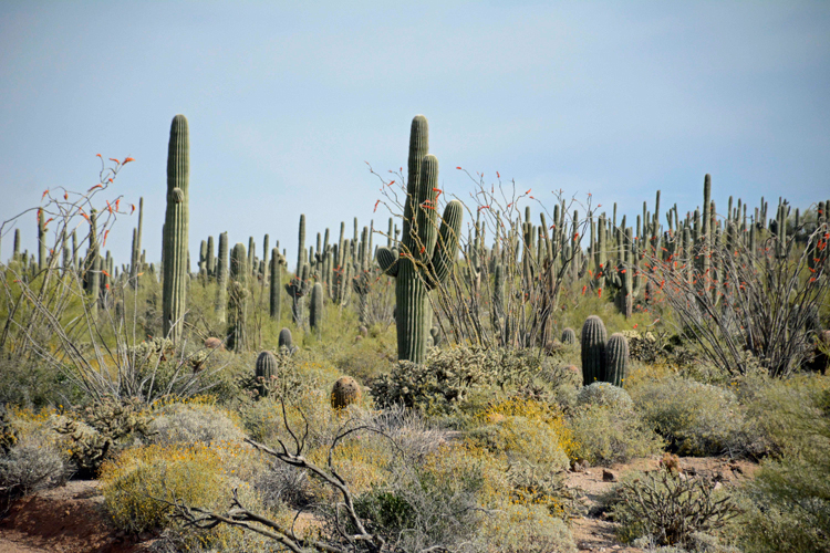 An image of Saguaro cacti in Usery Mountain Regional Park near Mesa, Arizona