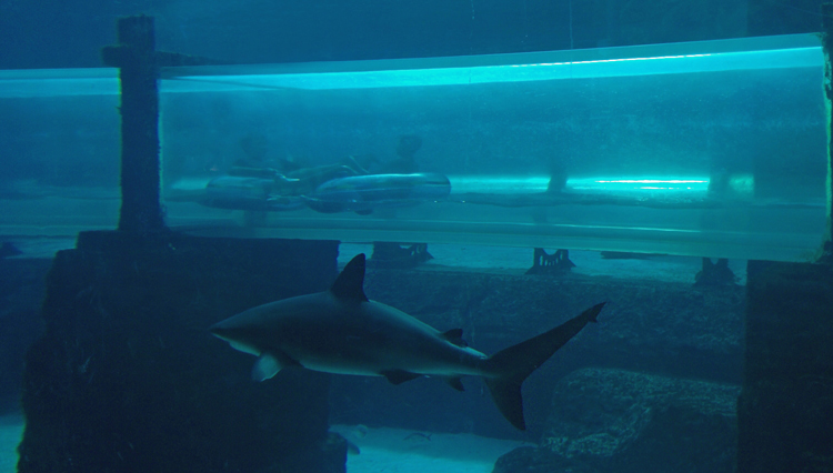 An image of a water slide passing through a shark tank at Atlantis Resort, Paradise Island, Bahamas