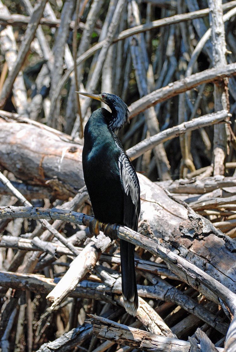 An image of an Anhinga bird in San Blas Nayarit