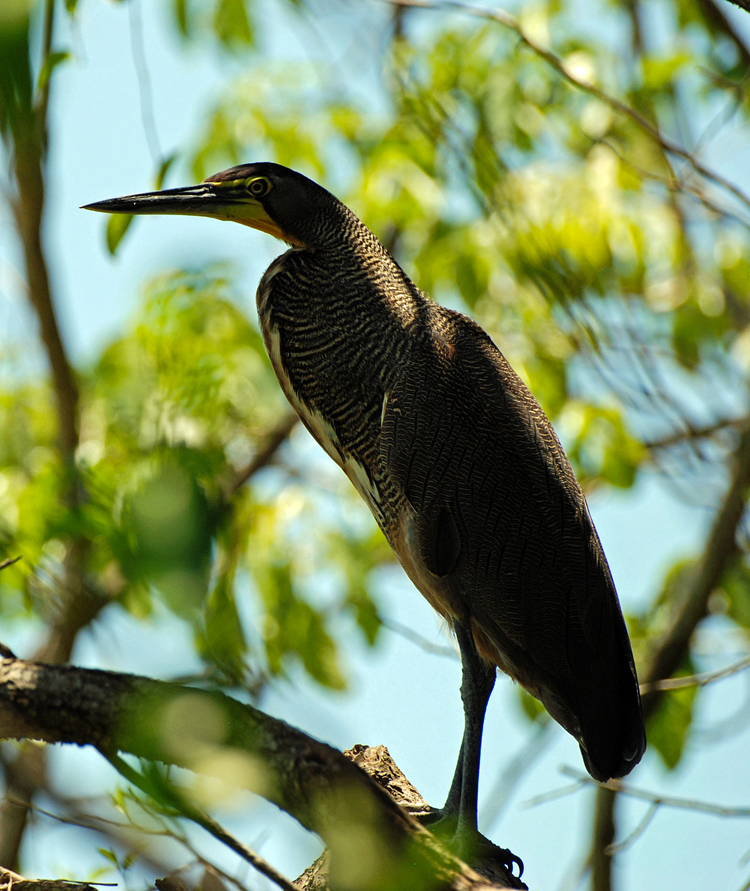 The bare-throated tiger heron 