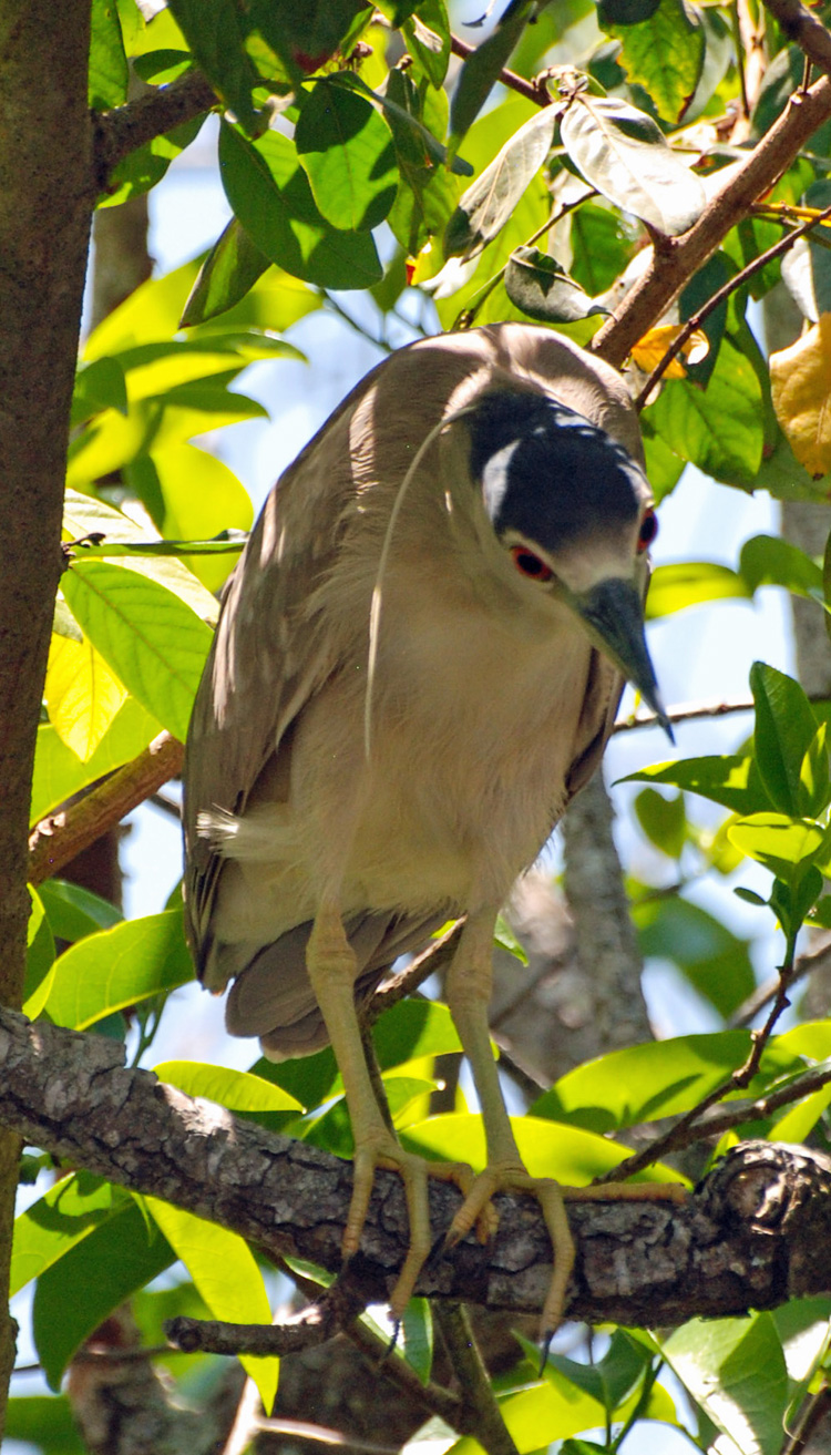 An image of a black-crowned night heron.