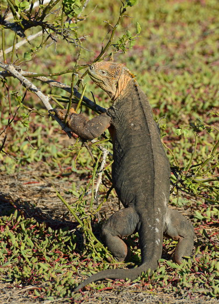 An image of a Galapagos Land Iguana pulling a branch down to feed in the Galapagos islands