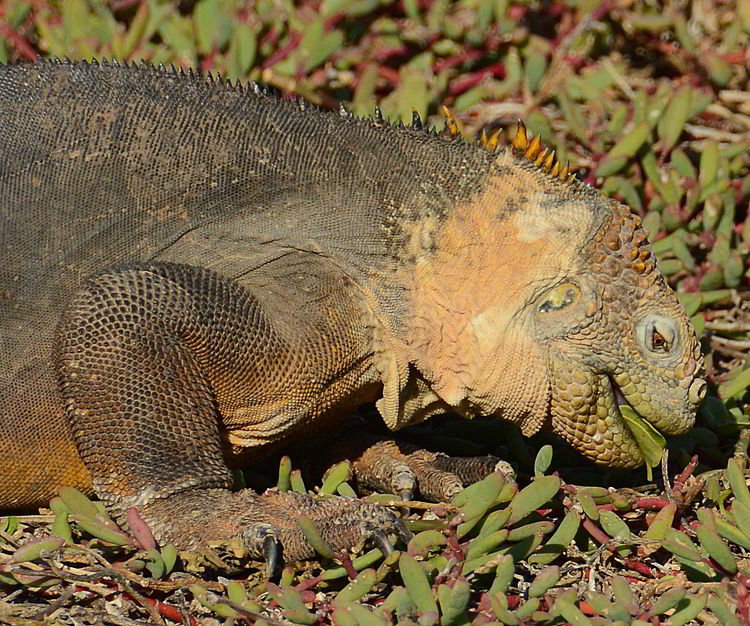 An image of a Galapagos Land Iguana eating a leaf in the Galapagos islands