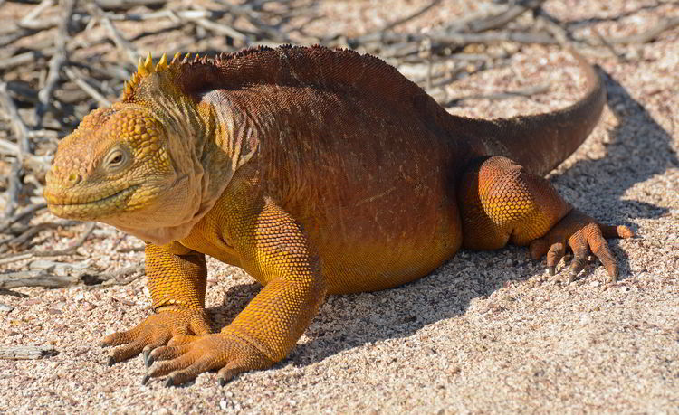 An image of a Galapagos land Iguana in the Galapagos Islands of Ecuador. 