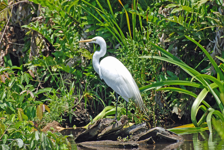 An image of a great egret