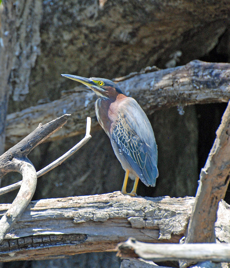 An image of a green heron