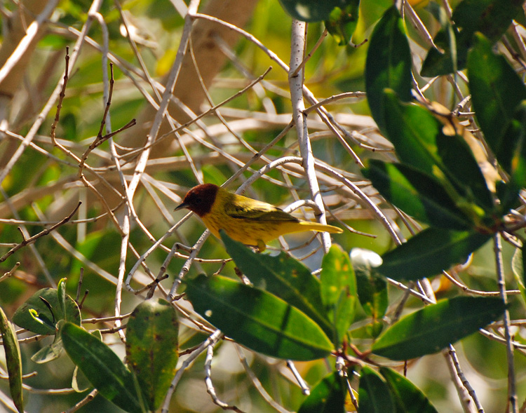 An image of a yellow mangrove warbler in San Blas Nayarit