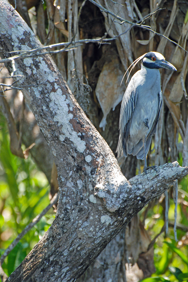An image of a yellow-crowned night heron.