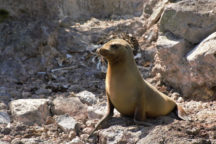 An image of a young Galapagos sea lion in the Galapagos Islands