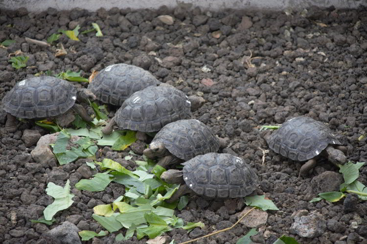 An image of baby tortoises in the Galapagos Islands