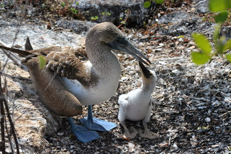 An image of a blue-footed booby female and hatchling on Los Tuneles in the Galapagos Islands. 