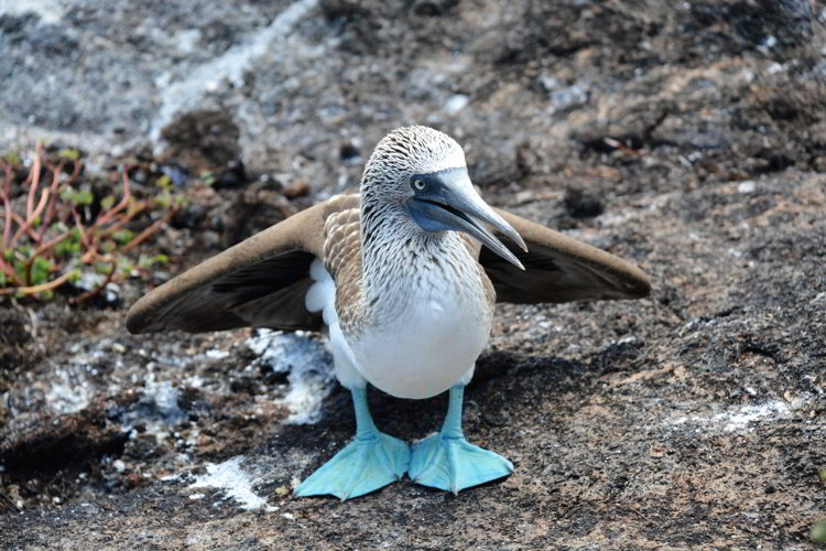An image of a blue-footed booby sitting on a rock in the Galapagos Islands