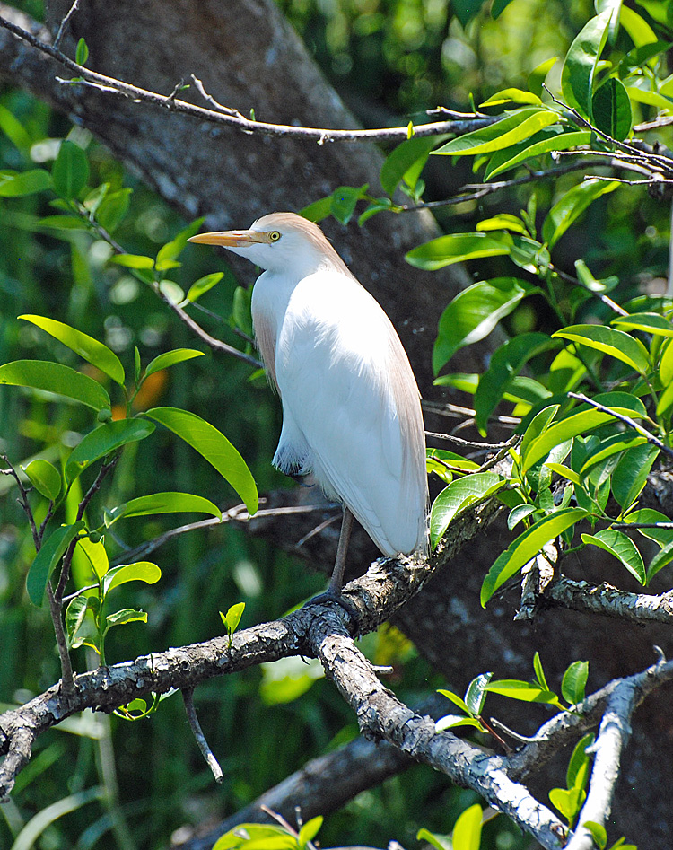 An image of a cattle heron