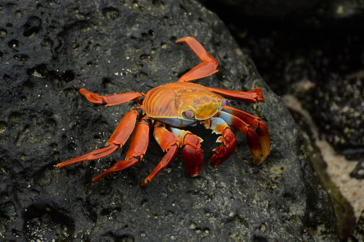 An image of a Sally Lightfoot Crab in the Galapagos Islands