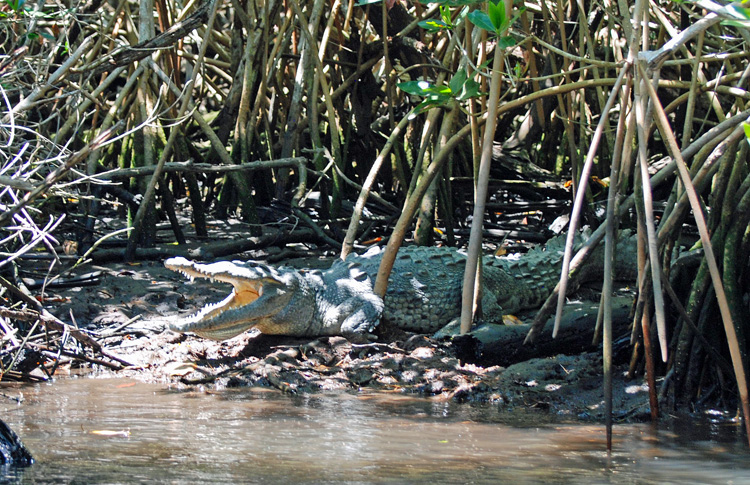 An image of a crocodile in San Blas, Mexico