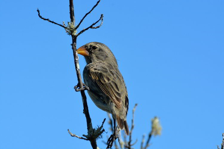 An image of a Darwin's Finch in the Galapagos Islands