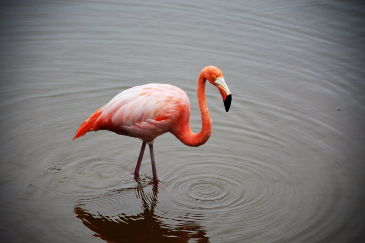 An image of a Galapagos Flamingo in the Galapagos Islands