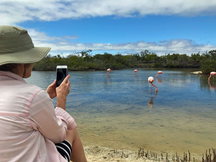 An image of a woman photographing a group of Galapagos Flamingos in the Galapagos Islands