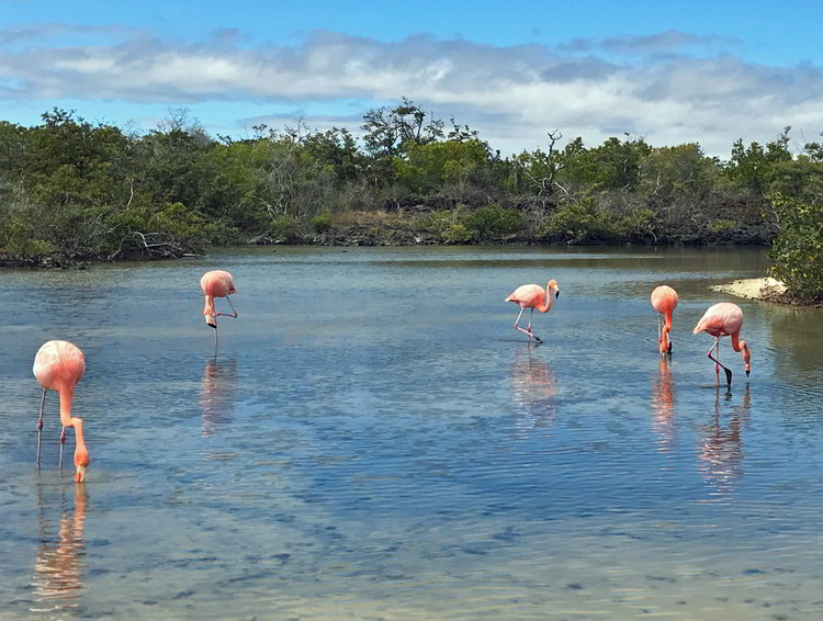 An image of five Galapagos Flamingos in the Galapagos Islands