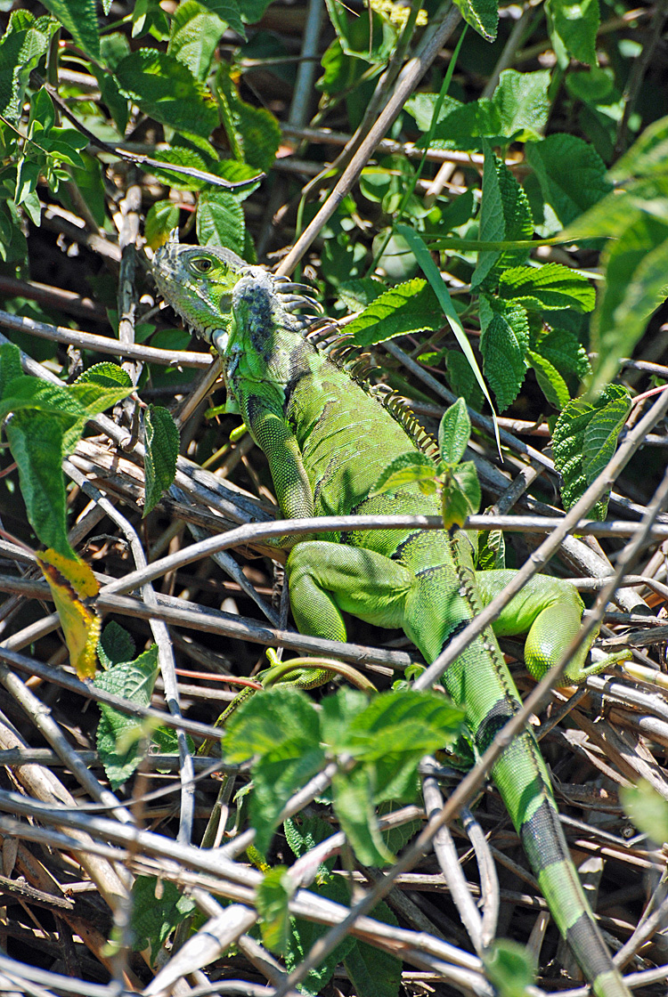 An image of a green iguana