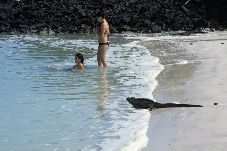 An image of marine iguanas and people swimming on a beach in the Galapagos Islands. 