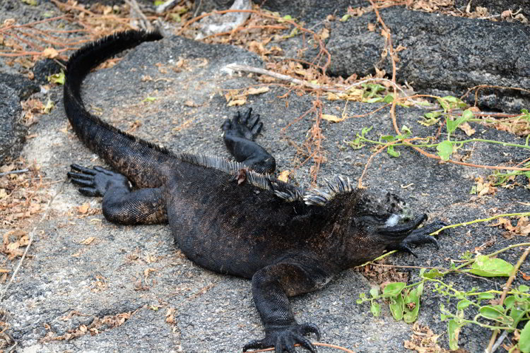 An image of a marine iguana with salt crystals on its face in the Galapagos Islands