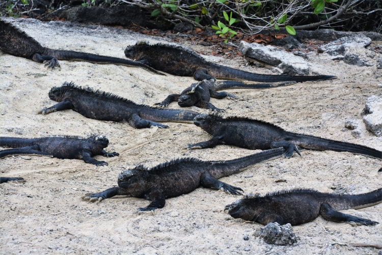 An image of a colony of marine iguanas in the Galapagos Islands