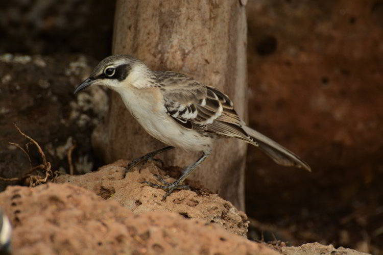 An image of a Galapagos mockingbird