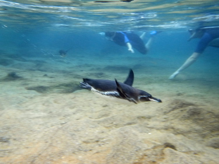 An image of a Galapagos Penguin swimming with snorkelers in the Galapagos Islands